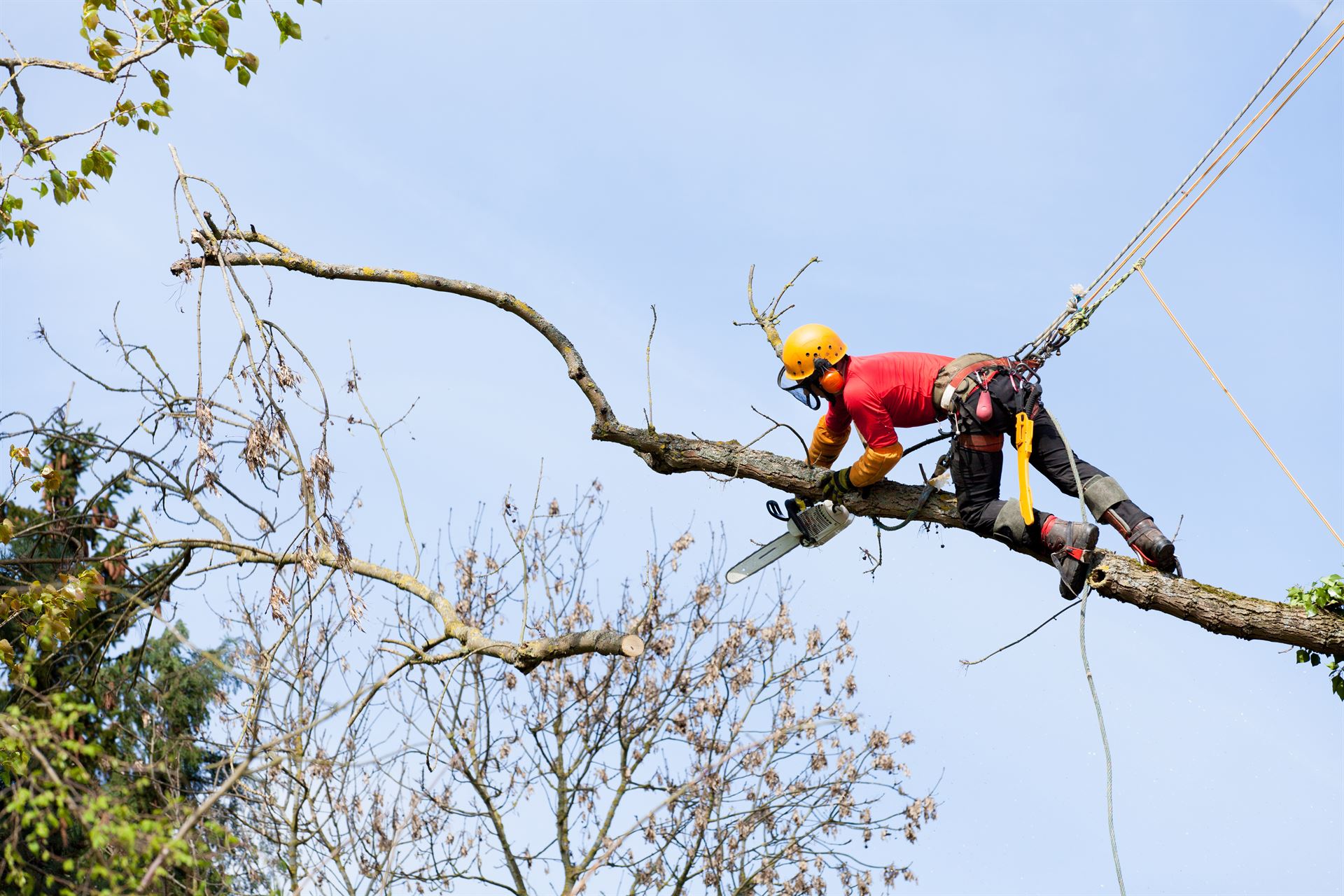 Élagage d’arbres à Limoges : contrôler la croissance de vos arbres